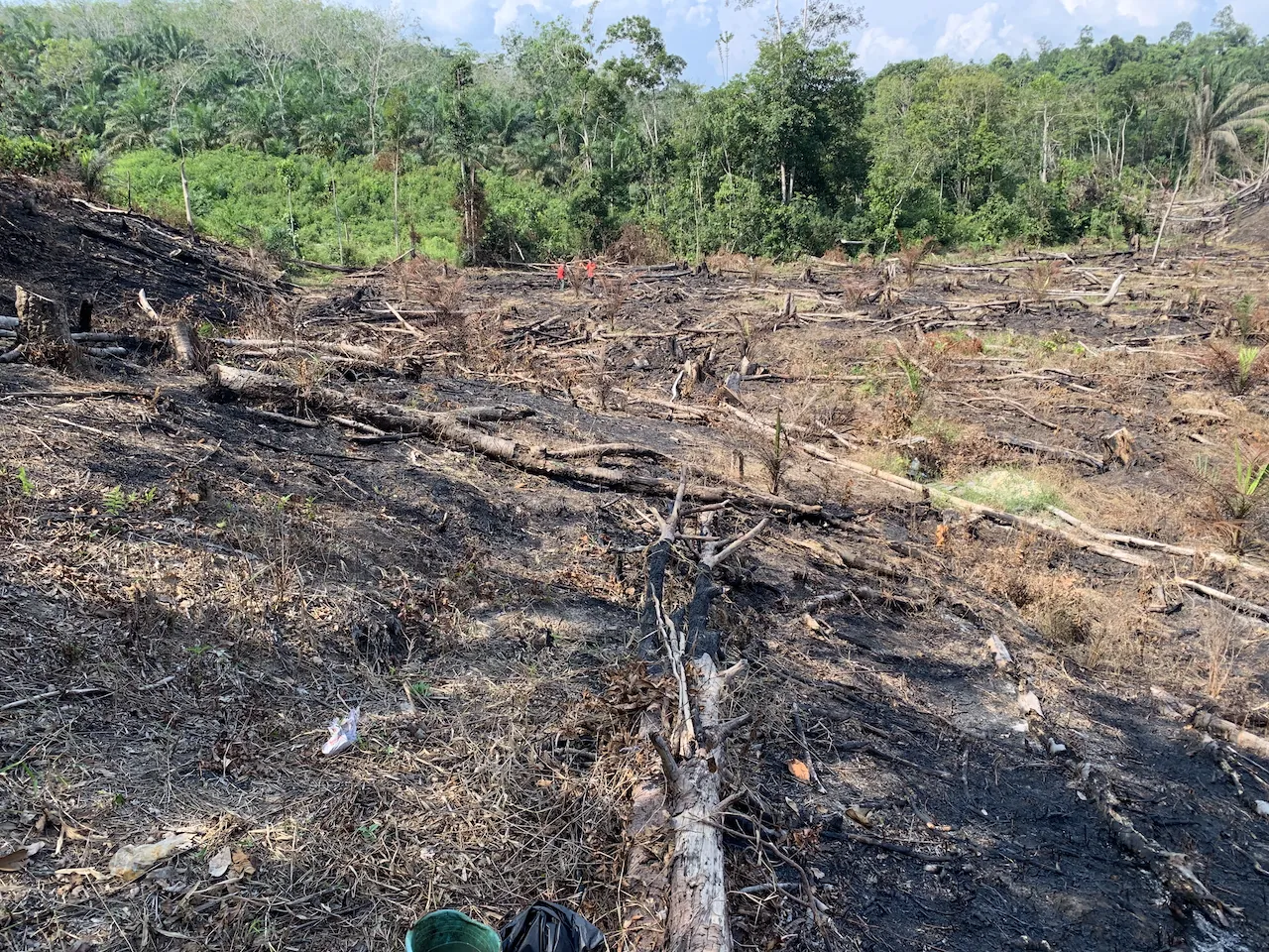Kebakaran Hutan